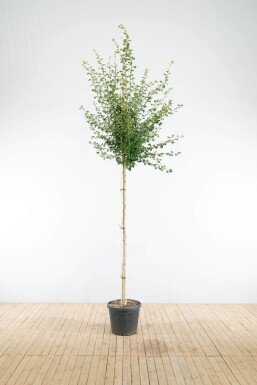 Crat Paul Scar HO 4/6 P/K Crataegus x media 'Paul's Scarlet' Hochstamm 4/6