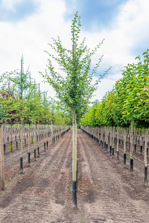 Crat Paul Scar HO 4/6 P/K Crataegus x media 'Paul's Scarlet' Hochstamm 4/6