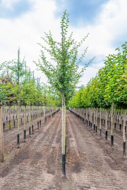 Crat Paul Scar HO 4/6 P/K Crataegus x media 'Paul's Scarlet' Hochstamm 4/6