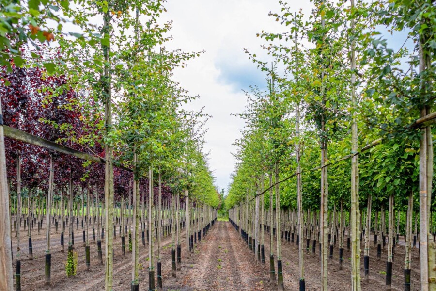 Crat Paul Scar HO 4/6 P/K Crataegus x media 'Paul's Scarlet' Hochstamm 4/6