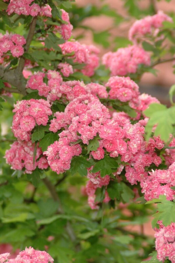 Crat Paul Scar HA 120 P/K Crataegus x media 'Paul's Scarlet' Halbstamm 120cm Stamm