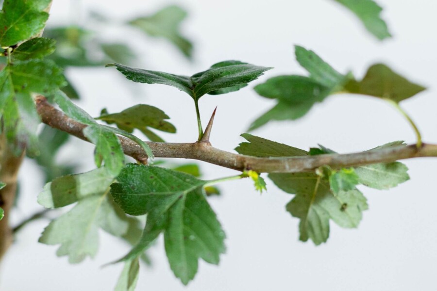 Crat Paul Scar HA 120 P/K Crataegus x media 'Paul's Scarlet' Halbstamm 120cm Stamm