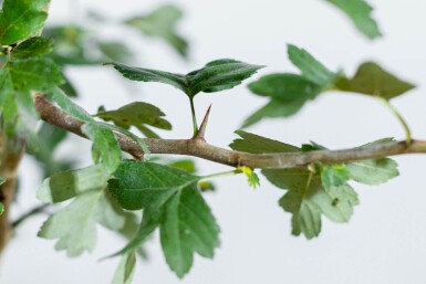 Crat Paul Scar HA 120 P/K Crataegus x media 'Paul's Scarlet' Halbstamm 120cm Stamm