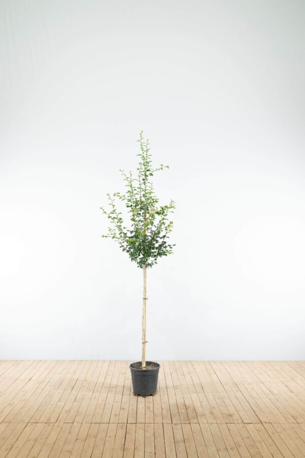 Crat Paul Scar HA 120 P/K Crataegus x media 'Paul's Scarlet' Halbstamm 120cm Stamm