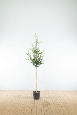 Crat Paul Scar HA 120 P/K Crataegus x media 'Paul's Scarlet' Halbstamm 120cm Stamm