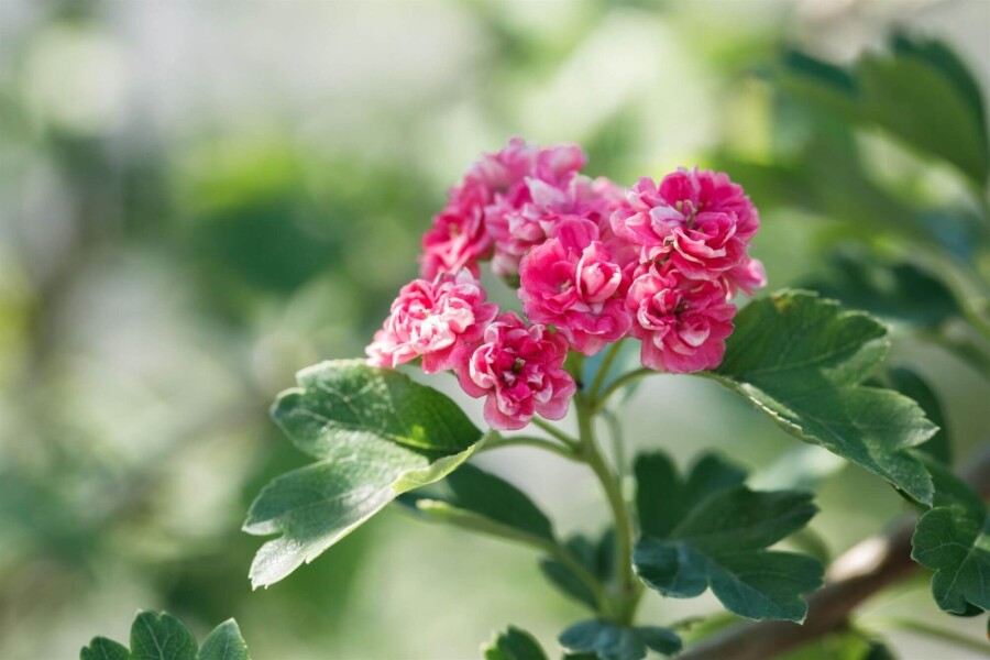 Crat Paul Scar HA 120 P/K Crataegus x media 'Paul's Scarlet' Halbstamm 120cm Stamm
