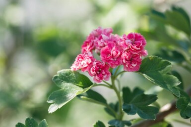 Crat Paul Scar HA 120 P/K Crataegus x media 'Paul's Scarlet' Halbstamm 120cm Stamm
