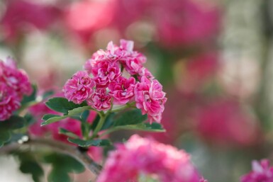 Crat Paul Scar HA 120 P/K Crataegus x media 'Paul's Scarlet' Halbstamm 120cm Stamm