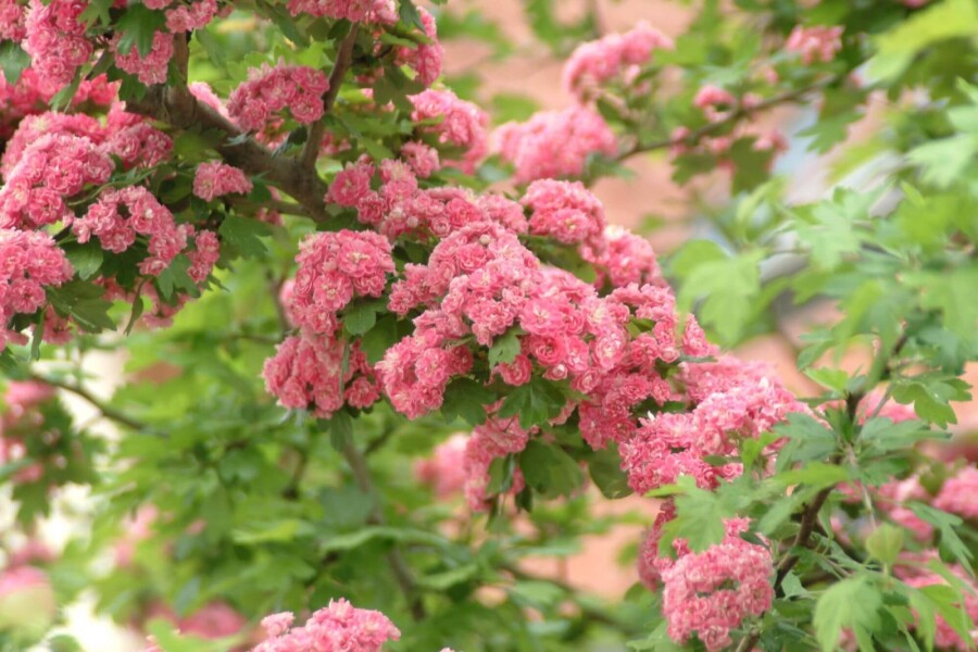 Crat Paul Scar ST 80-100 P/K Crataegus x media 'Paul's Scarlet' Strauch 80-100