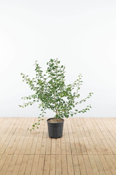 Crataegus x media 'Paul's Scarlet' struik Crataegus x media 'Paul's Scarlet' struik