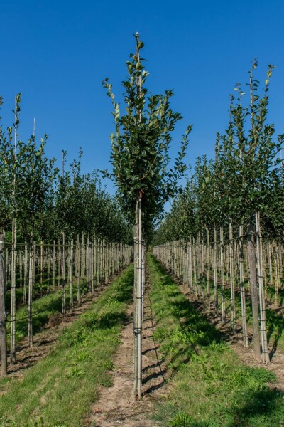 Crataegus x lavalleei 'Carrierei' Crataegus x lavalleei 'Carrierei'
