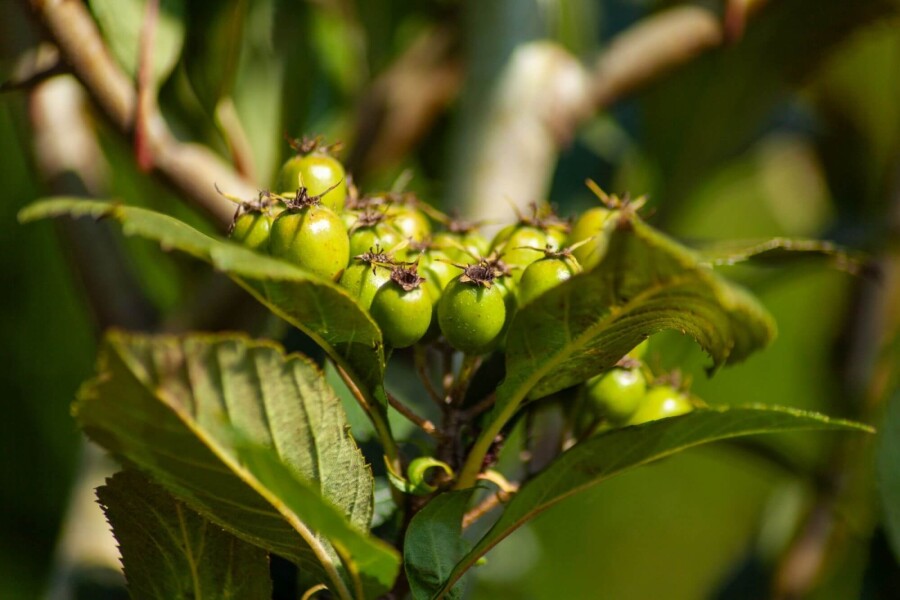 Crataeguslavalleei 'Carrierei' Crataegus x lavalleei 'Carrierei'
