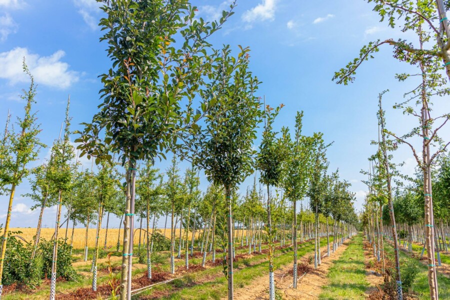 Crataegus 'Carrierei' HO 6/8 P/K Crataegus x lavalleei 'Carrierei' Hochstamm 6/8
