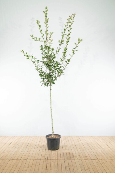Crataegus x lavalleei 'Carrierei' Hochstamm Crataegus x lavalleei 'Carrierei' Hochstamm
