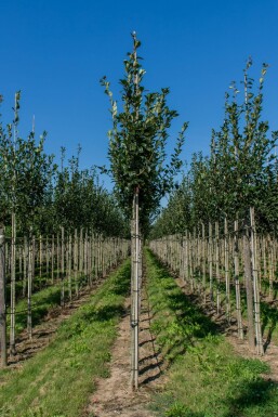 Crataegus x lavalleei 'Carrierei' hochstamm 10/12