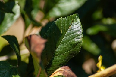 Crataegus x lavalleei 'Carrierei' hochstamm 10/12