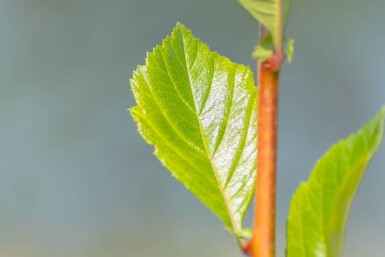 Crataegus x lavalleei 'Carrierei' hochstamm 10/12