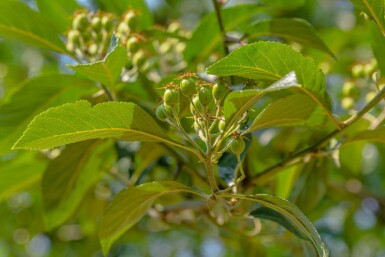 Crataegus x lavalleei 'Carrierei' hochstamm 10/12