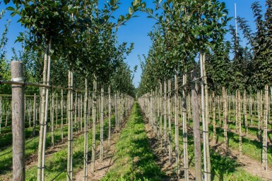 Crataegus x lavalleei 'Carrierei' hochstamm 10/12