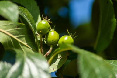 Crataegus x lavalleei 'Carrierei' hochstamm 10/12