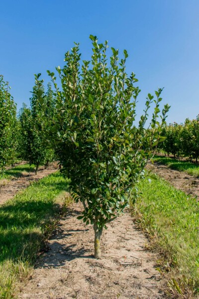 Crataegus x lavalleei 'Carrierei' meerstammig