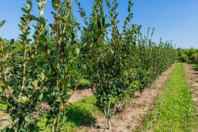 Crataegus x lavalleei 'Carrierei' mehrstämmig 200-250