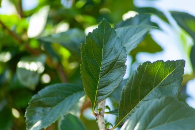 Crataegus x lavalleei 'Carrierei' mehrstämmig 200-250