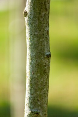 Crataegus x lavalleei 'Carrierei' mehrstämmig 200-250