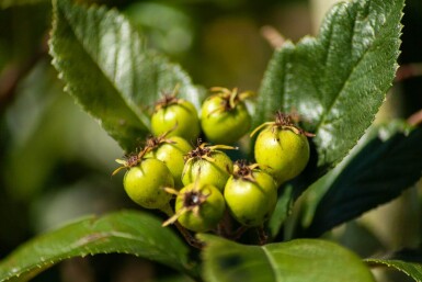 Crataegus x lavalleei 'Carrierei' mehrstämmig 200-250