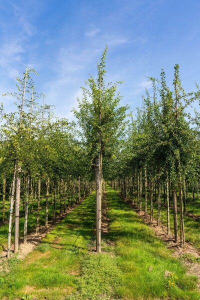 Crataegus monogyna Crataegus monogyna