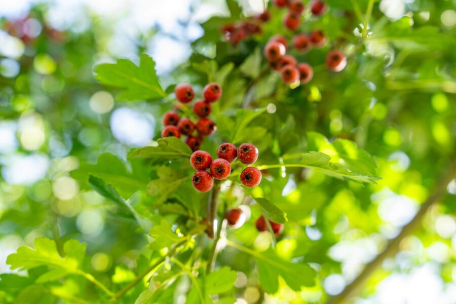 Crataegus monogyna Crataegus monogyna