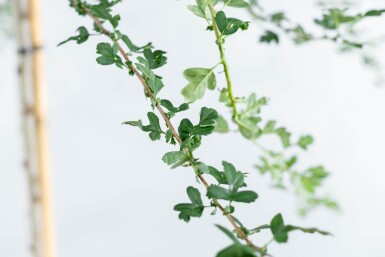 Crataegus monogyna hochstamm 8/10