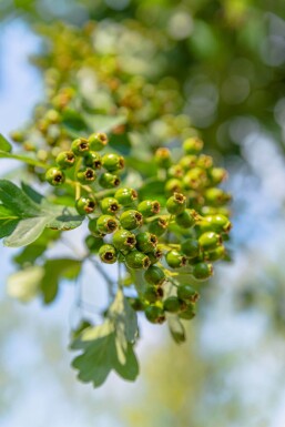 Crataegus monogyna hochstamm 8/10