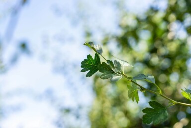 Crataegus monogyna hochstamm 8/10