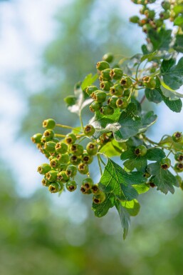 Crataegus monogyna hochstamm 8/10