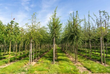 Crataegus monogyna hochstamm 8/10