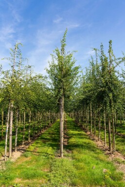 Crataegus monogyna hochstamm 8/10