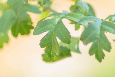 Crataegus monogyna hochstamm 8/10