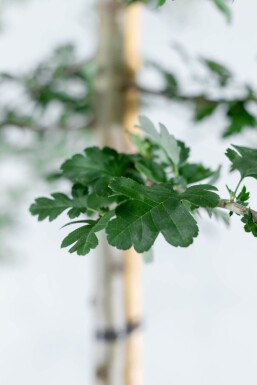 Crataegus monogyna hochstamm 8/10