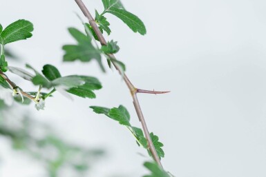 Crataegus monogyna hochstamm 8/10