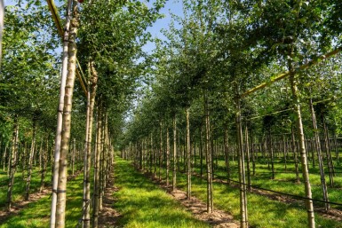 Crataegus monogyna hochstamm 8/10