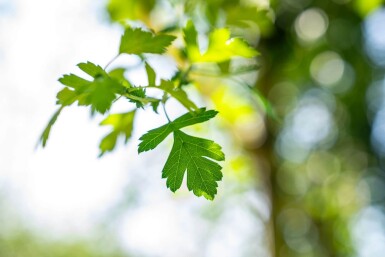 Crataegus monogyna hochstamm 8/10