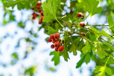 Crataegus monogyna hochstamm 8/10