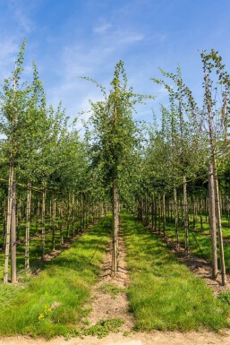 Crataegus monogyna hochstamm 8/10