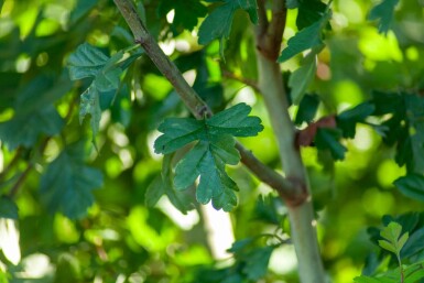 Crataegus monogyna mehrstämmig 200-250