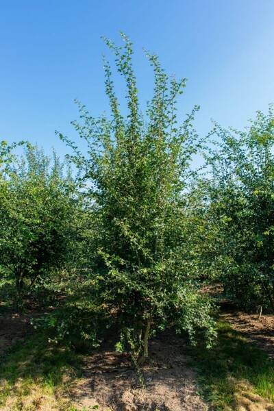 Crataegus monogyna meerstammig