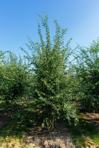 Crataegus monogyna Mehrstämmig Crataegus monogyna Mehrstämmig