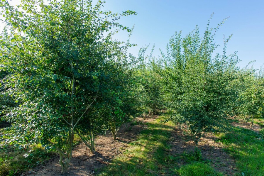 Crataegus monogyna ME 200-250 P/K Crataegus monogyna Mehrstämmig 200-250