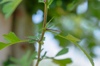 Crataegus monogyna mehrstämmig 200-250