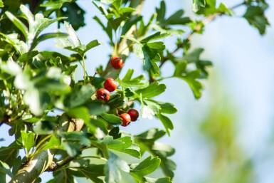 Crataegus monogyna 'Stricta'